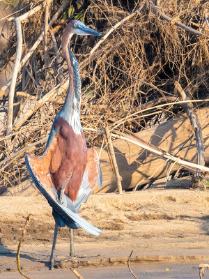 Héron goliath Ardea goliath. Le plus grand Ardéidé d'Afrique!