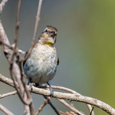 Yellow-throated Bush Sparrow, Gymnoris superciliaris. First observation of this species for this region of Tanzania!!!!