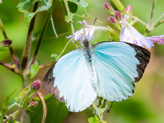 Nepheronia thalassina