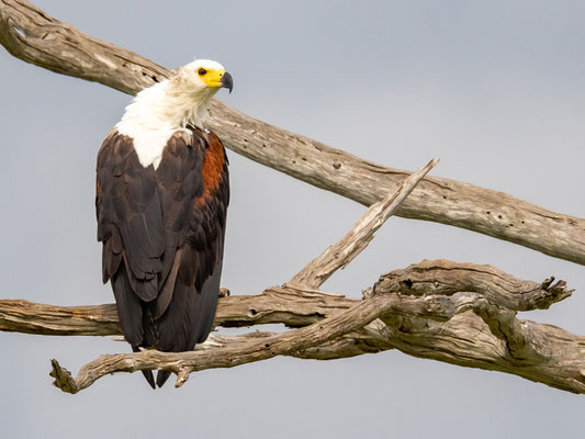 Pygargue vocifer, Haliaeetus vocifer