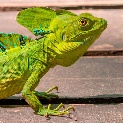 Basilic à plumes, Basiliscus plumifrons