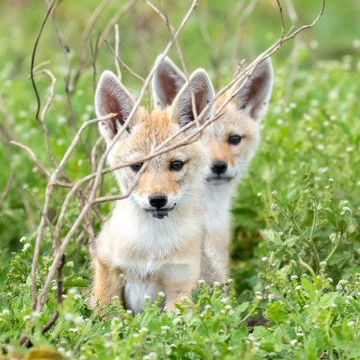 Golden jackal siblings, Canis aureus