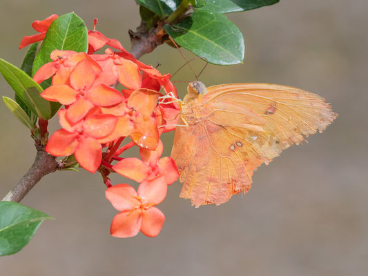 Apricot sulphur, Phoebis argante 