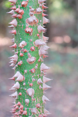 Epines de fromager, Ceiba pentandra