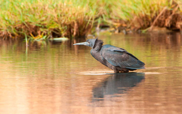 Aigrette ardoisée, Egretta ardesiaca