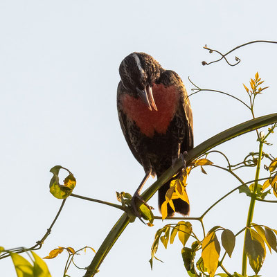 White-browed Blackbird, Leistes superciliaris