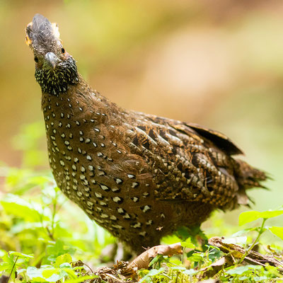 Tocro tacheté, Odontophorus guttatus