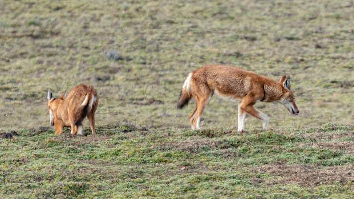 Loup d'Abyssinie, Canis simensis. Probablement une fratrie.