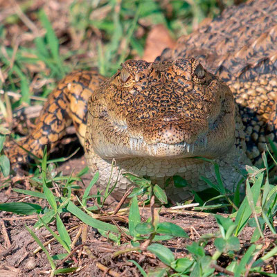 Crocodile du Nil, Crocodylus niloticus