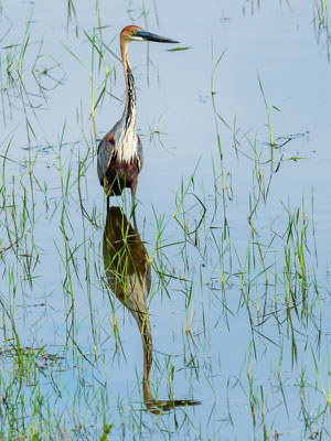 Goliath Heron, Ardea goliath