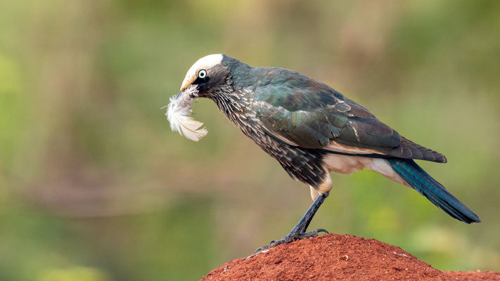 Spréo à calotte blanche, Lamprotornis albicapillus