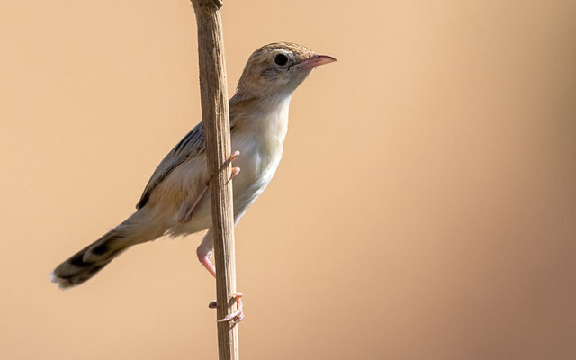 Cisticole à dos noir,  Cisticola eximius