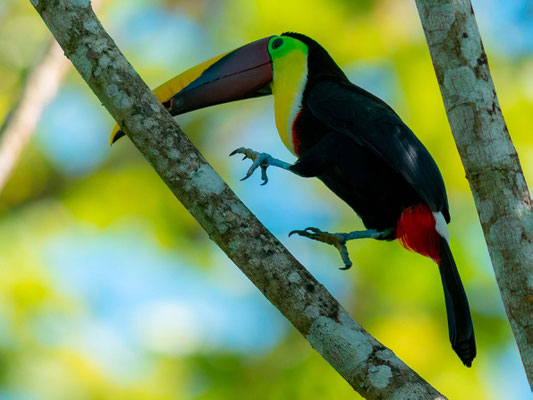 Toucan tocard, Ramphastos ambiguus à l'aterrissage!