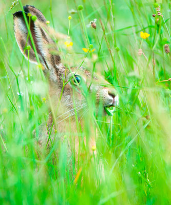 European hare, Lepus europaeus