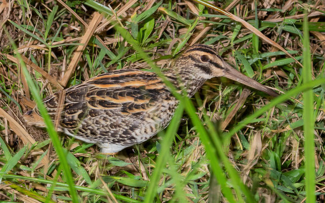 Bécassine géante, Gallinago undulata 