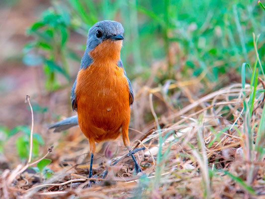 Gobemouche argenté, Empidornis semipartitus