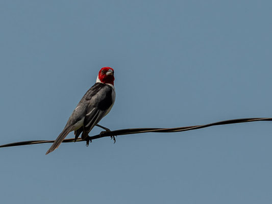 Red-cowled Cardinal, Paroaria dominicana