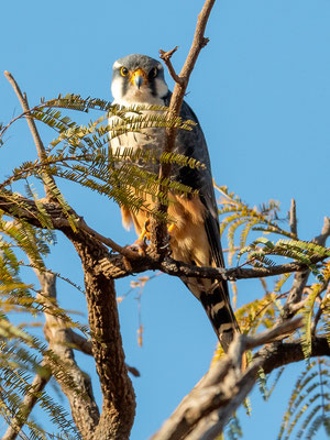 Aplomado Falcon, Falco femoralis