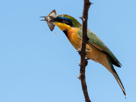 Guêpier nain, Merops pusillus cyanostictus en train de se régaler! Hara Lodge