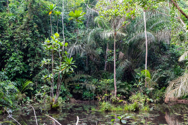 Ankasa forest