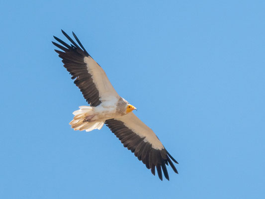 Percnoptère d'Égypte, Neophron percnopterus. Réseve d'Aledeghi