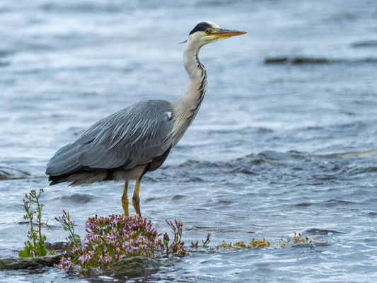 Héron cendré, Ardea cinerea