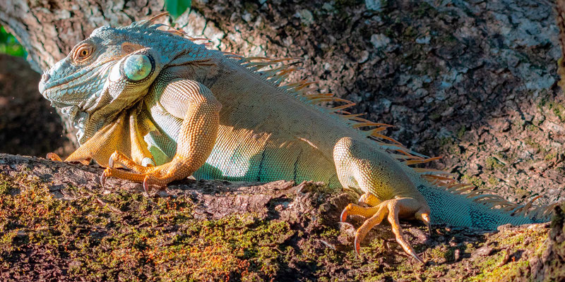 Iguane commun, Iguana iguana