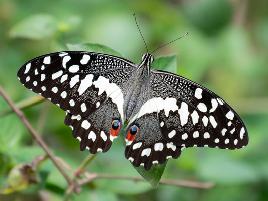 Voilier des Citronniers, Papilio demodocus