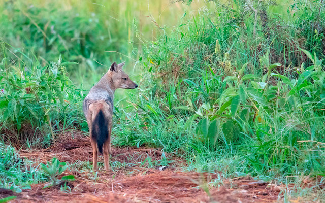 Chacal à flancs rayés, Canis adustus