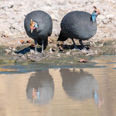 Pintade de Numidie, Numida meleagris