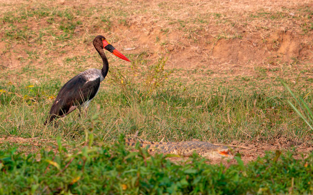 Jabiru d'Afrique, Ephippiorhynchus senegalensis