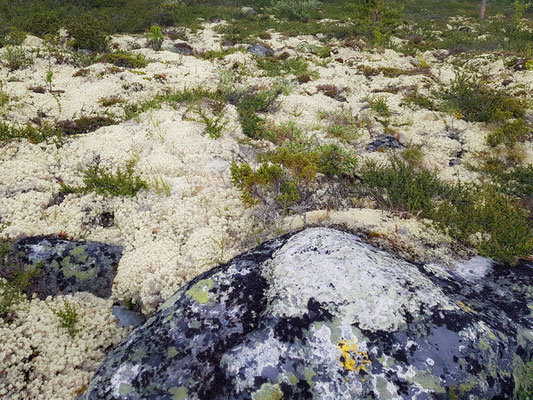 Tapis de mousses et de lichens, typique de ces milieux scandinaves