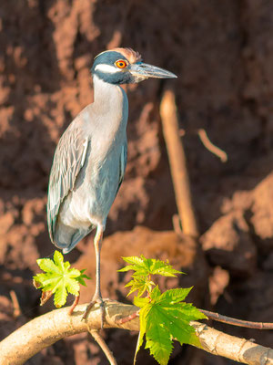 Bihoreau violacé, Nyctanassa violacea, fleuve Tarcoles