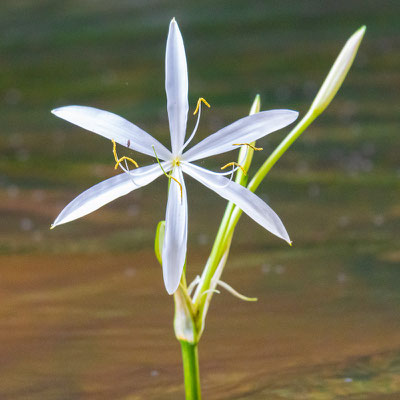 Crinum des flots, Crinum natans