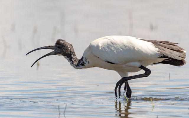  Ibis sacré, Threskiornis aethiopicus