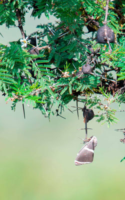 Lépidoptère indéterminé sur Acacia