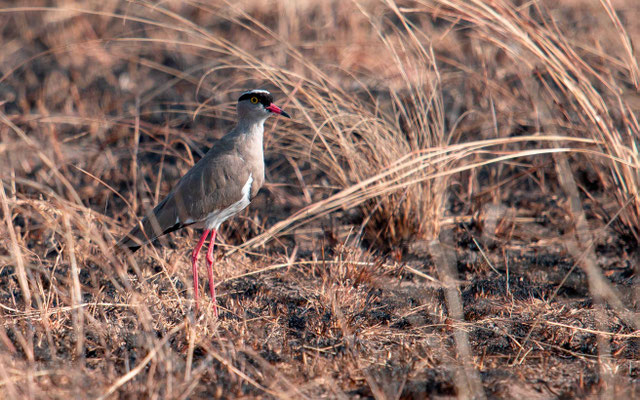 Vanneau couronné, Vanellus coronatus
