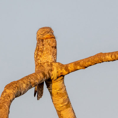 Great Potoo, Nyctibius grandis