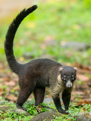 Coati à nez blanc, Nasua narica