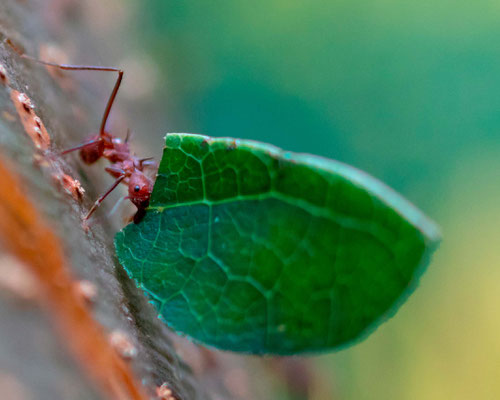 Fourmi coupe feuille, genre Atta ou Acromyrmex