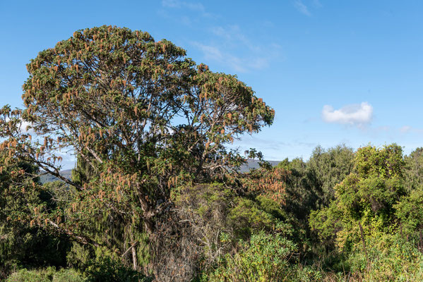 Forêt de Dinsho