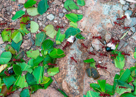 Fourmis coupeuse de feuilles.