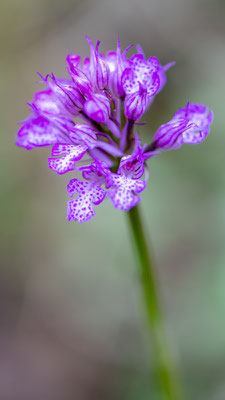 Orchis dentelé, Neotinea tridentata