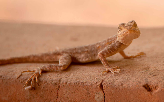 Gecko des maisons, Hemidactylus mabouia