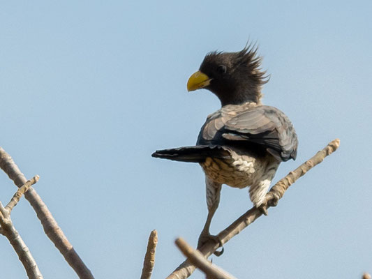 Touraco gris,  Crinifer piscator