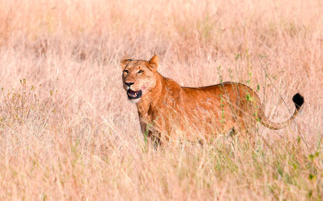 Notre premier Lion, Panthera leo, une lionne dans le PN de Queen Elizabeth! 