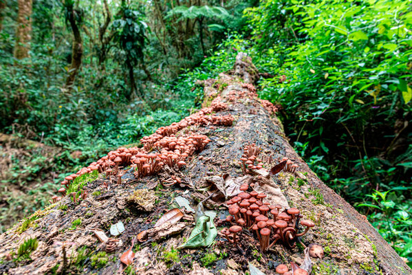 Champignons sur arbre mort