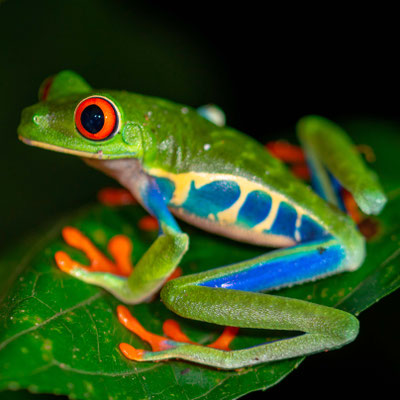 Red-eyed tree frog, Agalychnis callidryas