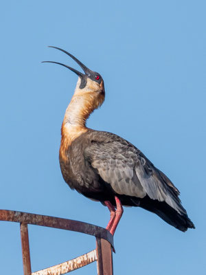  Ibis mandore, Theristicus caudatus