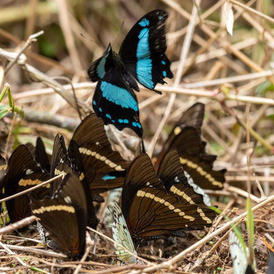 Papilio chrapkowskii